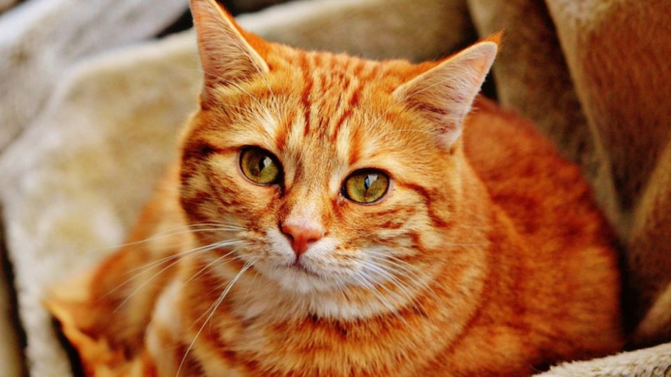 Хозяева кошек не понимают, зачем питомцы поворачиваются к ним хвостом: в этом есть глубокий смысл — с точки зрения животного