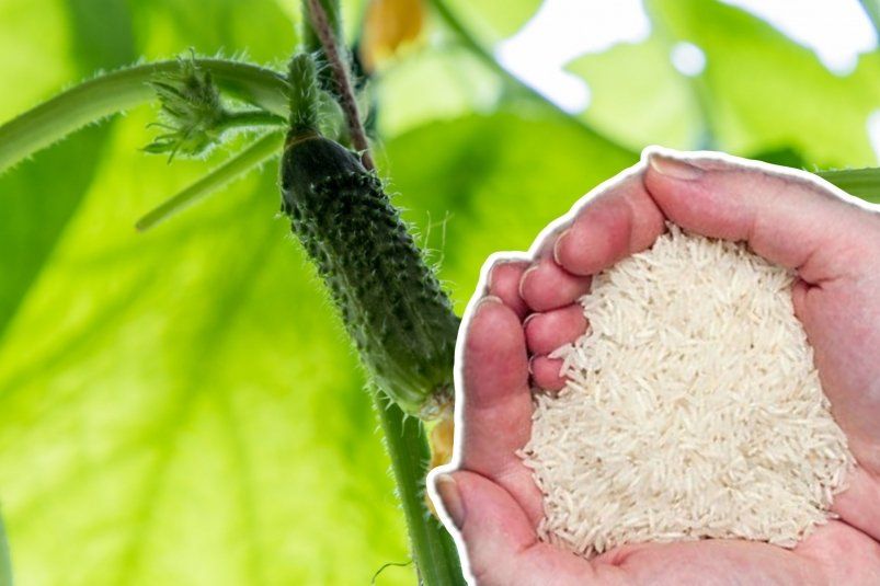 Жменька крупы в воду – и рассада огурцов растет как на дрожжах: корейские фермеры делают так и получают рекордный урожай
