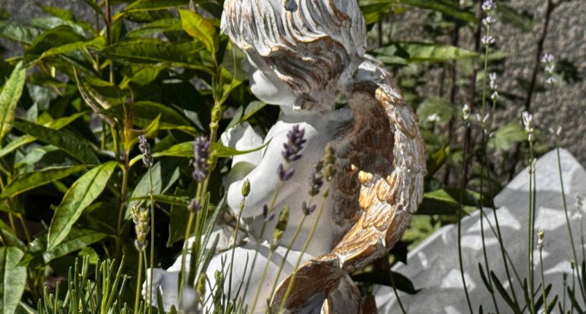 Лаванда в доме: когда собирать, как сушить и зачем хранить эти ароматные цветы