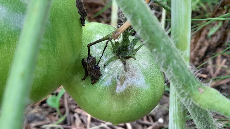 Фитофтора: как спасти ваши помидоры