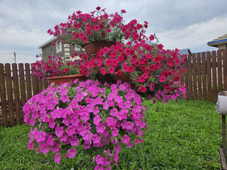 Как создать необычное петуниевое дерево и удивить своих соседей