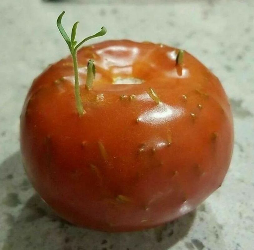 Почему ваши семена томатов не прорастают: исследуем основные причины