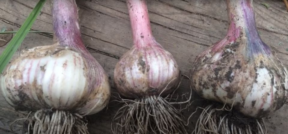 Определяем лучшее время для сбора чеснока в июле 2025 года