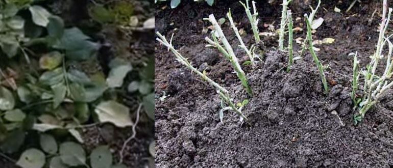 Непредсказуема природа: как справиться с активным ростом роз перед зимовкой?