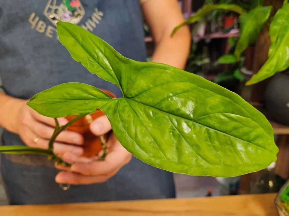 Как преобразить облесевшие лианы: два эффективных метода