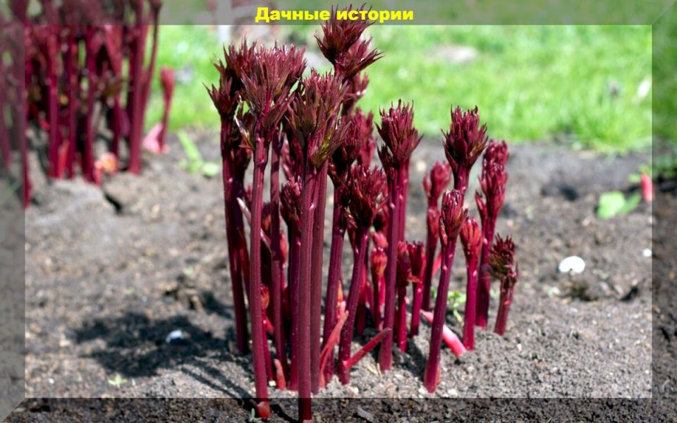 ��� ���������� ������ �������� ������: ������� �������� ���������