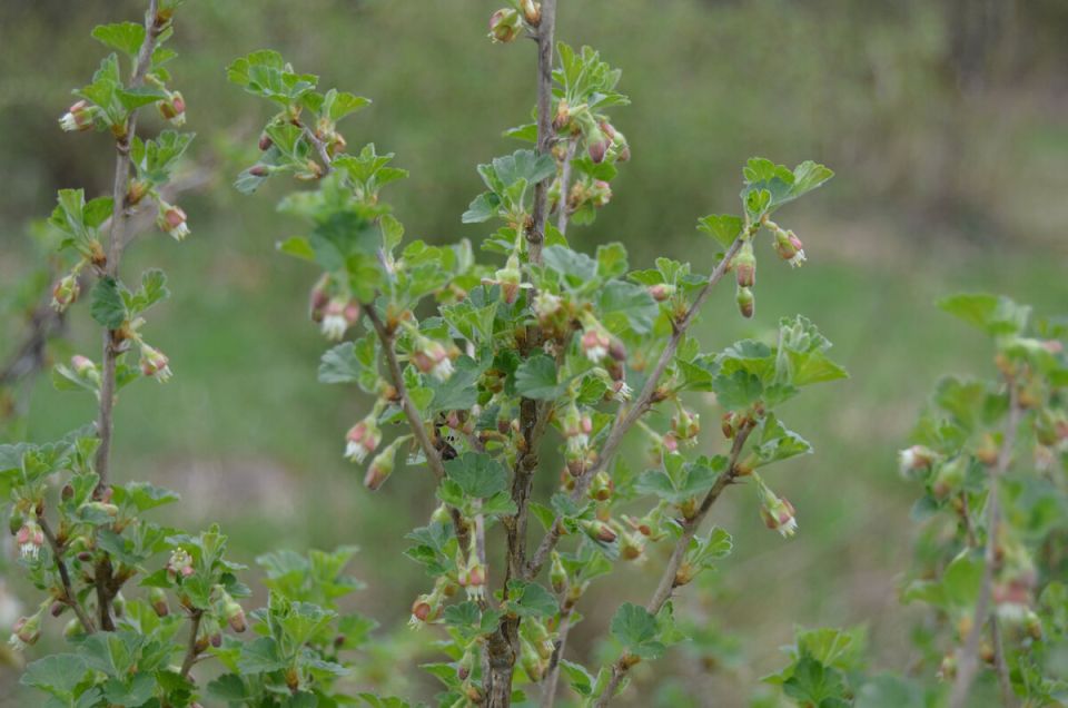 Как подкормить крыжовник: секреты для обильного урожая