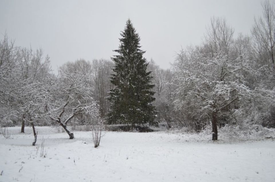 Зимняя защита яблонь: мульчирование как способ отсрочить цветение и сохранить урожай