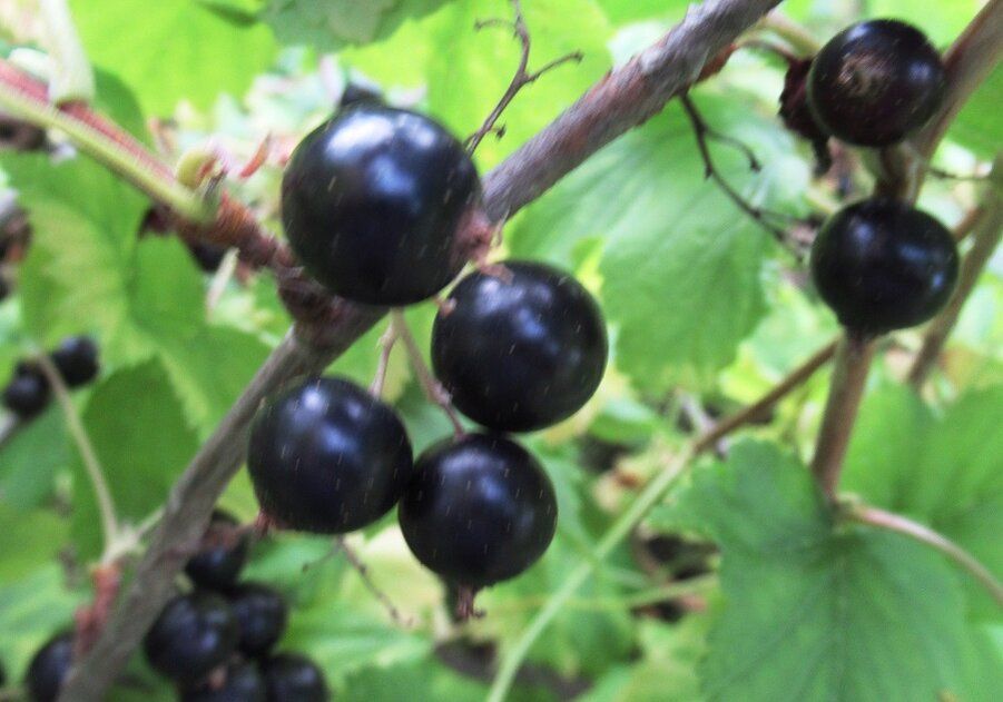 ����������� ������ ������ � ���� � ��������� ����� �� ������ ���������