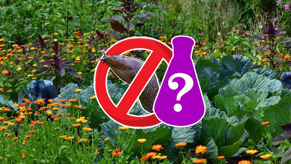 ����������� ��� ������ �� �������: ������ ����� ��������, � ������ ��������