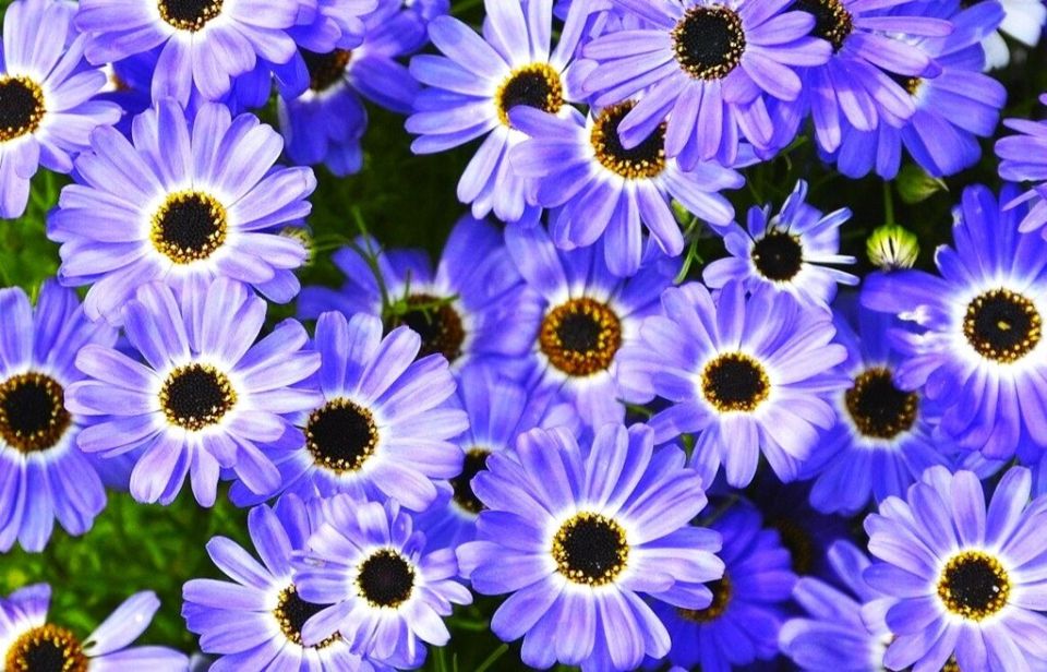 Откройте для себя брахикому: чудо-цветок, который расцветает вновь!