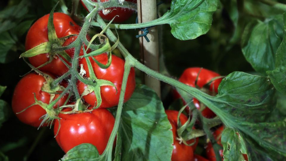 Крепкие и упругие: как приготовить сладкие маринованные помидоры с приятной кислинкой