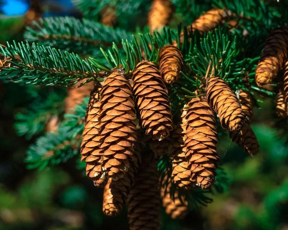 ��� ��������� �������� ��� �� �����: ��������� �����������