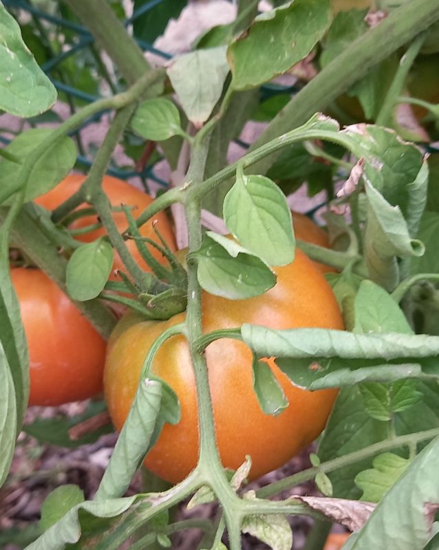 ������ ������ �� ����� ���� ����: ������� ������ � �������