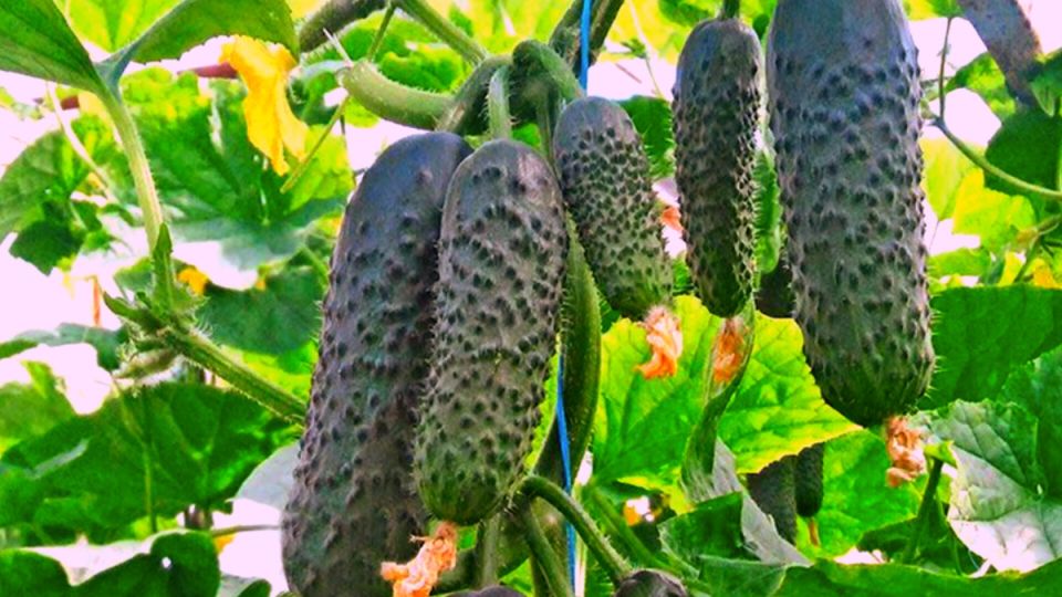 ������� ��������� ������ �������: ��� ��������� ������������ ���������� �������