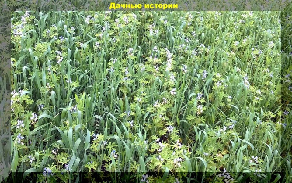 ��� ������� ��������� �������� ��� ������ ����: ������ ��� ��������� �����������