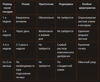 Правильная посадка флоксов в жарком июне