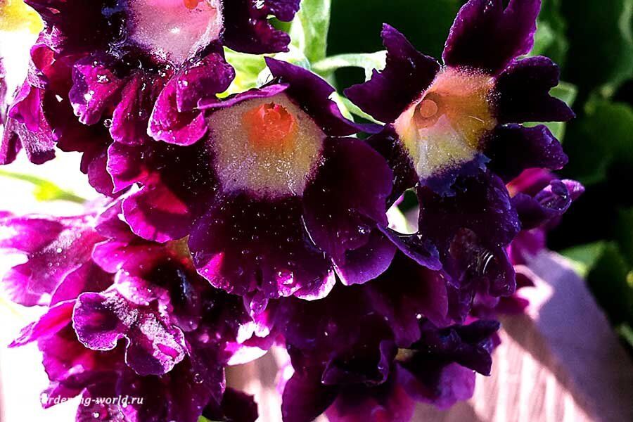 Цветущая примула: 7 секретов для яркого и длительного цветения в вашем саду