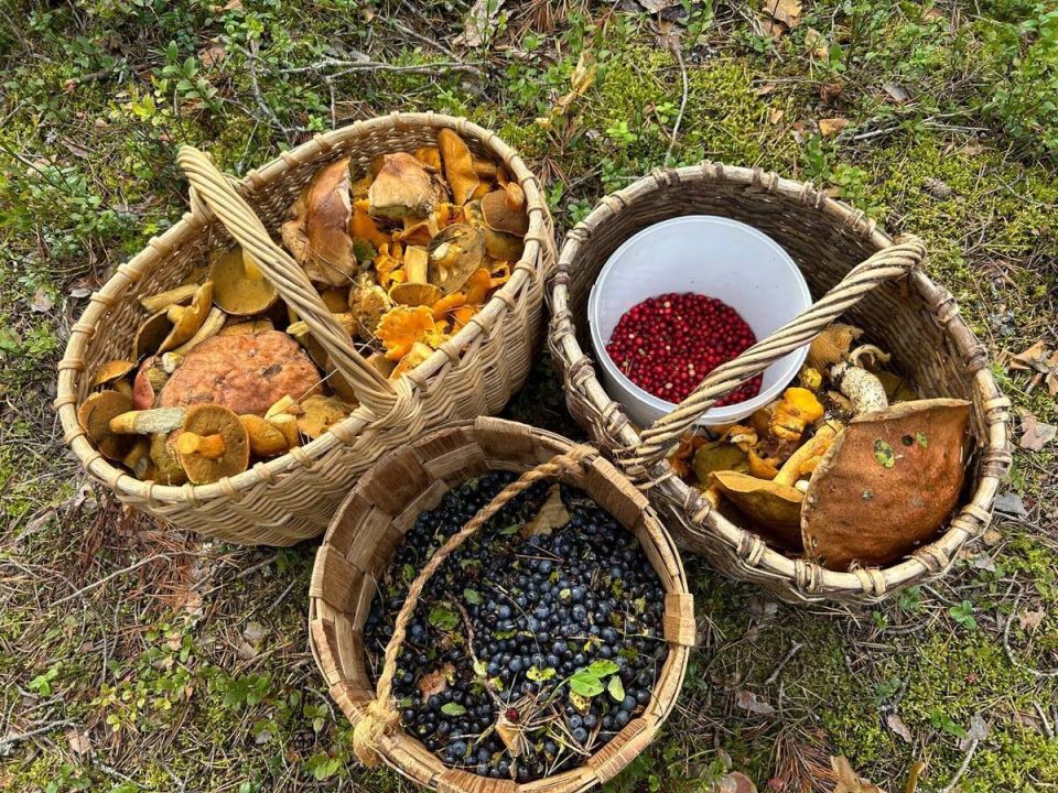 Грибной декабрь: как аномальная зима меняет привычки грибников