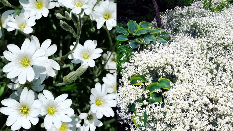 ������ �� ��������: ��� ����� ����� ������������ �������� ���