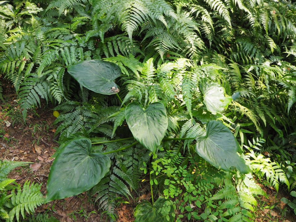 ��������� ��������: ��� ��� �������� � ����� �������