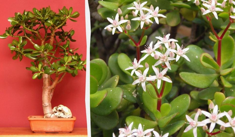 ������� ������� ��������� ������