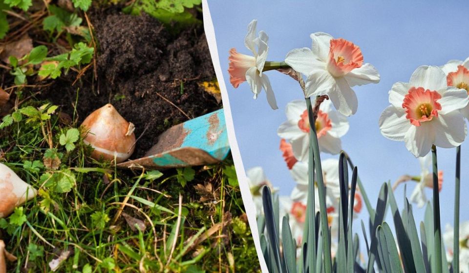 ����� ������ �������� � �������� �����: ������ �� ����������� �������