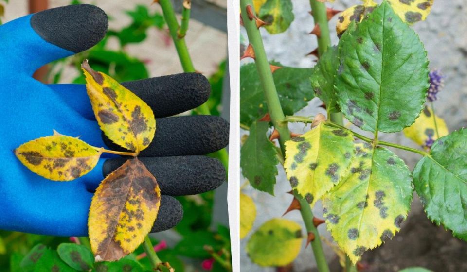 ��� ������ ���� �� ������ �����������: ������� ������ � ����������� ��������