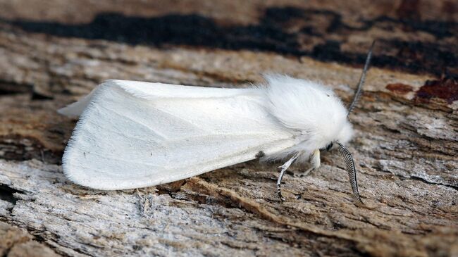 � ������ � ���������� �������: ����������� ��������� � ����