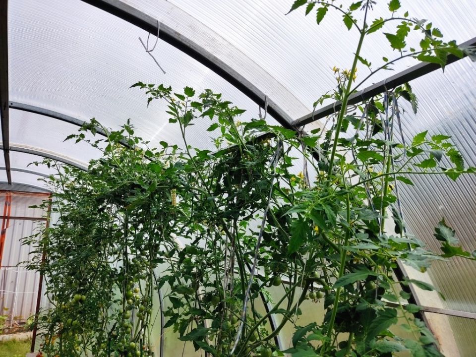 Что делать, когда помидоры достигли потолка теплицы?