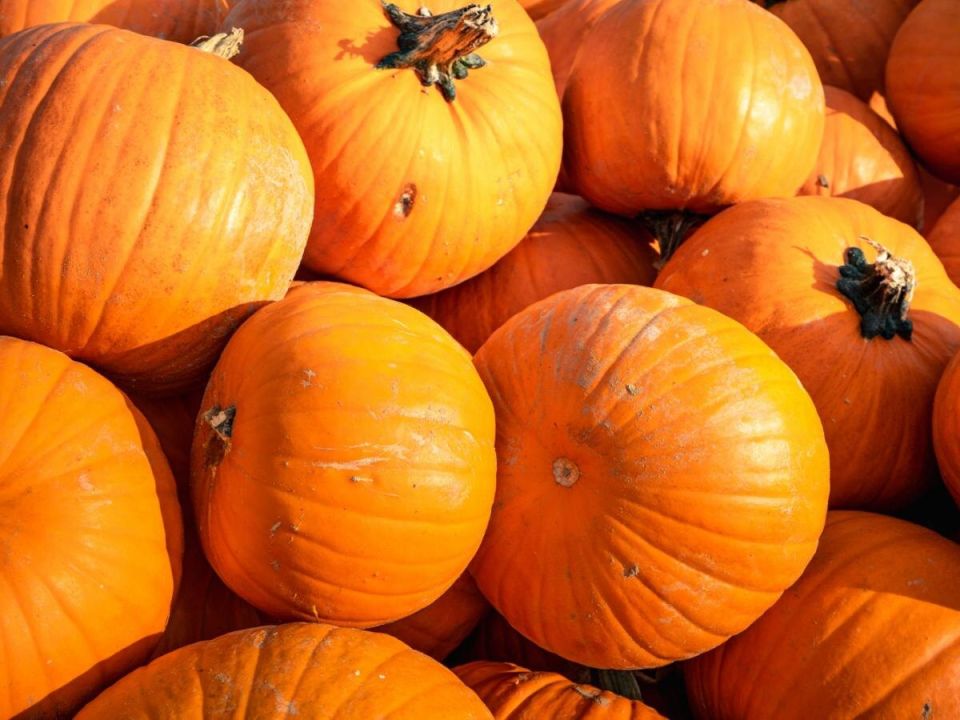 Секреты хранения тыквы: как сохранить свежесть до самой зимы