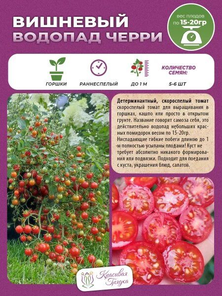 Томат «Вишневый водопад»: каскад сладких плодов для вашего балкона