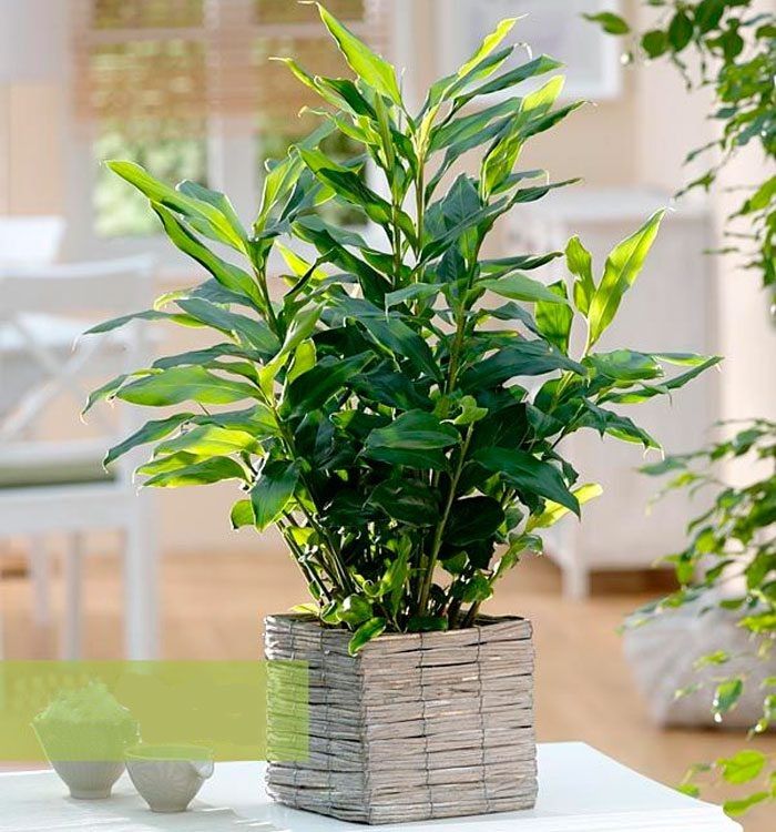 ����������� ��������� � �������� ��������: ��������� ���������� �� �����, ����������� � �������� ��������� ����������� ������� ������������ ��������