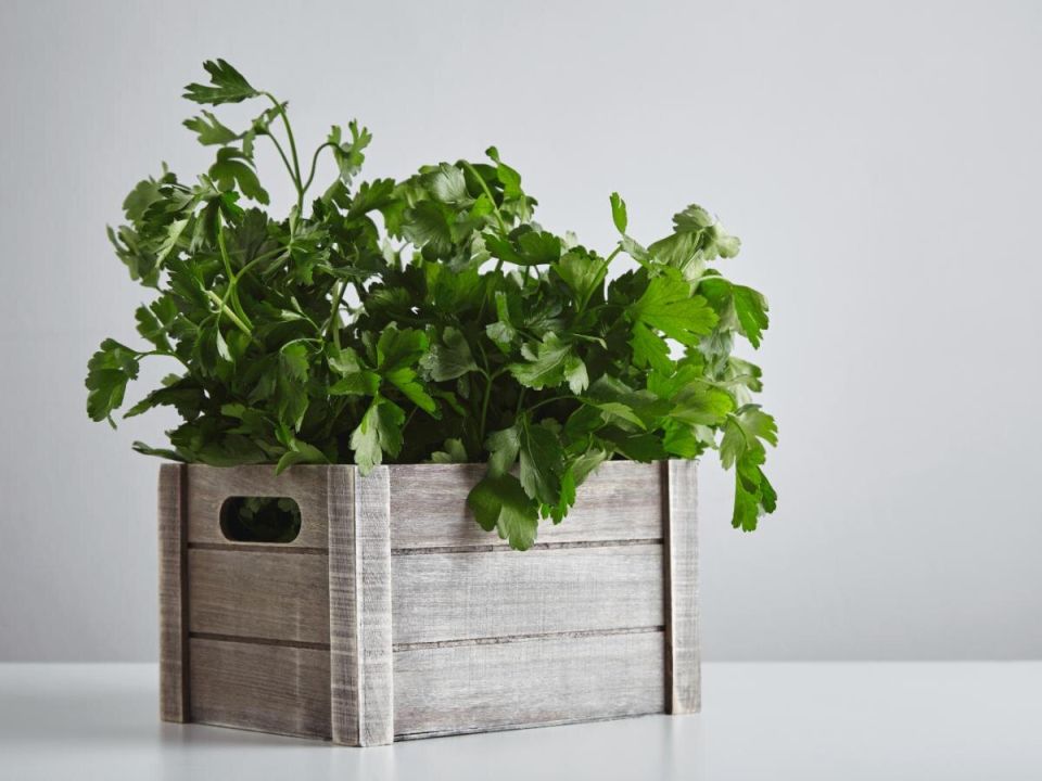 Секреты быстрого урожая: как вырастить петрушку в горшке за 3 недели