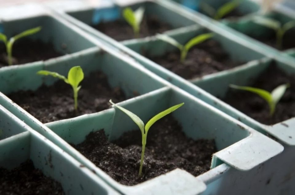 Необычные способы применения апельсиновых корок в саду