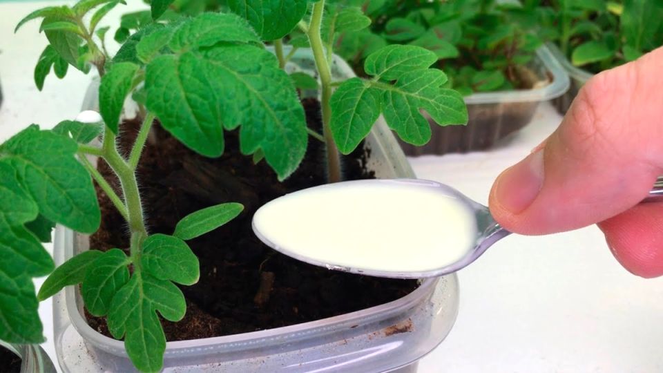 ����������� ���������, ������� ���������� ���� �������