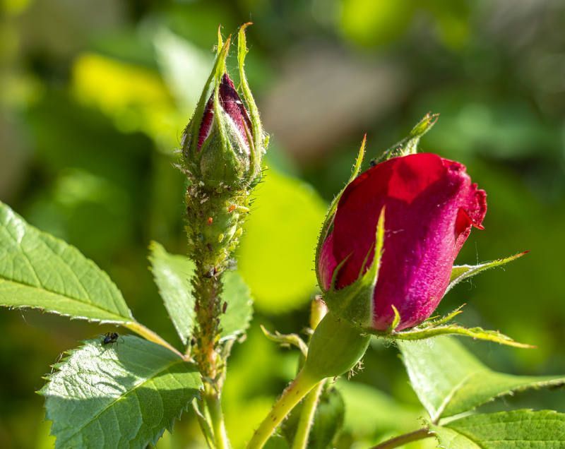 ��� ���������� � ��� �� ����� ��� �����: ������� ������� �� 2026 ���