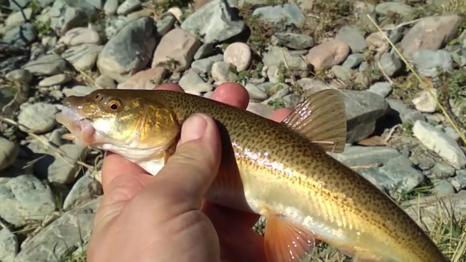 ���������� � ������ ����: ��� ��������� ����������� �� ������