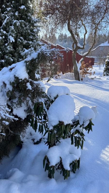 Каждый кустарник — маленькая история: наблюдения за рододендронами в январском саду