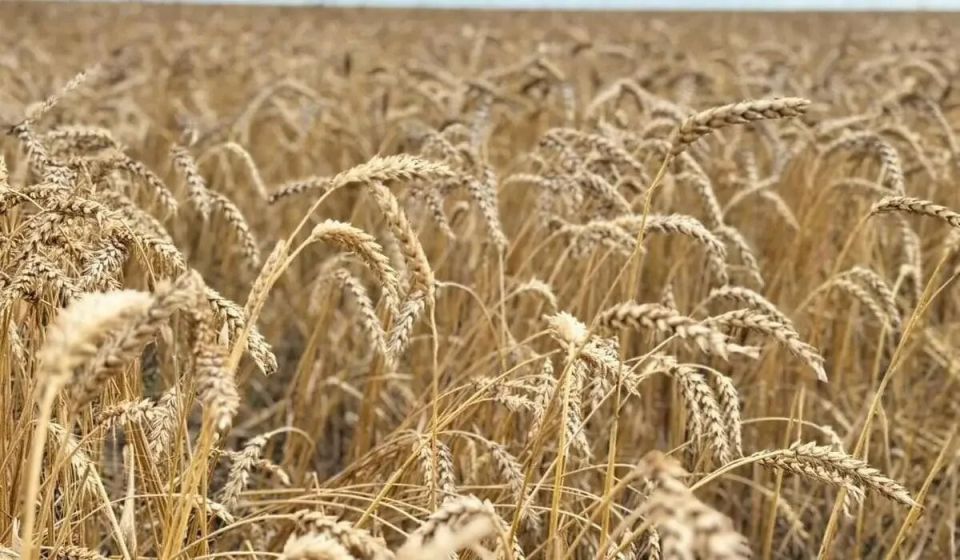 Казахстан устанавливает новый рекорд по урожайности