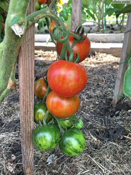 Томат Тигренок: полосатый урожай и вкус для вашего стола