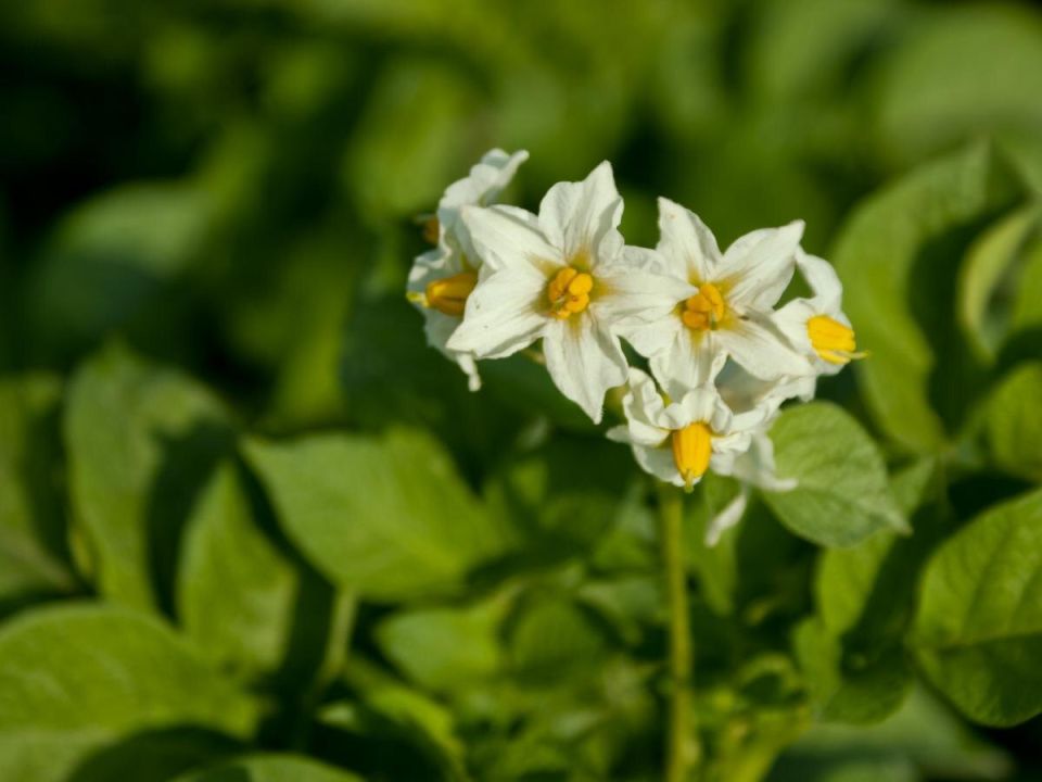 ��� ���������� ��������� ������ � ��������� ����������� ��� ������ ������