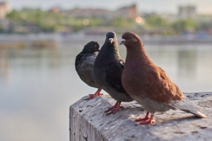  !.    ,    :   