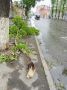 В областном центре устраняют последствия ночного ветра