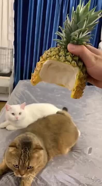  ,  !