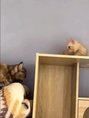  ,  