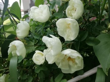    5 :      