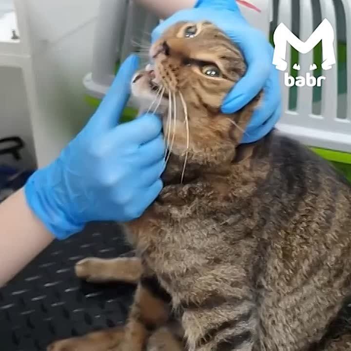 ,      ,      