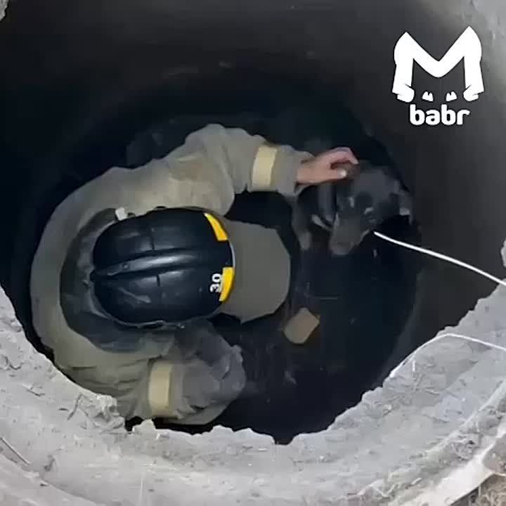ϸ     -     