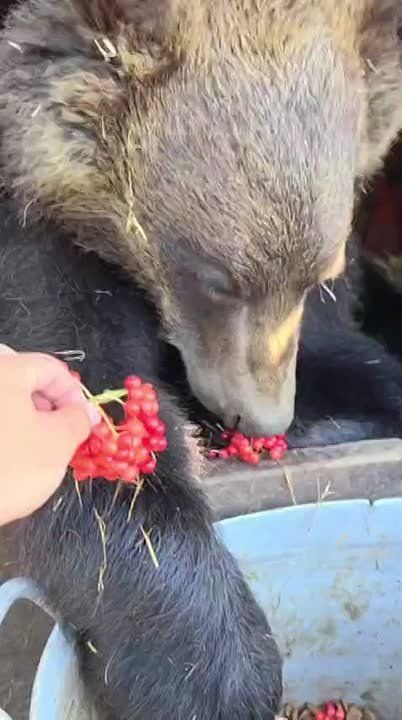   @siberian_zoo  